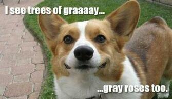 Funny Cute Dog Corgi What A Wonderful World Sings