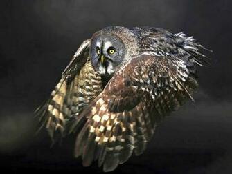 Flying Owl Wallpaper