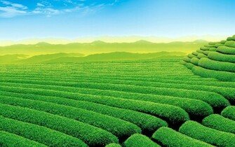Green Tea Bottle Design Ideas Wallpaper