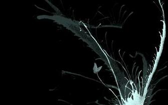 Black And White Graphics Wide