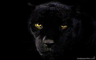 Black Jaguar Wallpaper Beautiful Creatures