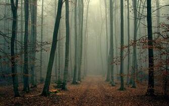 Category Nature HD Wallpaper Subcategory Forest