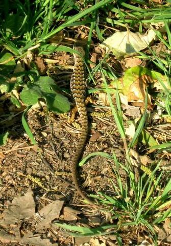 Alligator Lizard By Zepher Stock