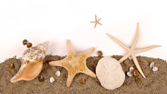 Seashell Wallpaper Group