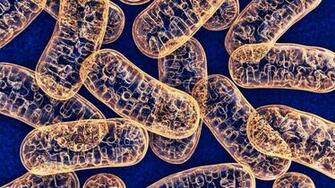 Mitochondria UHD 4k Wallpaper