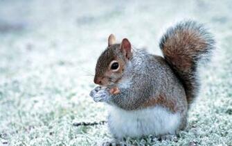 Cute Squirrel Eating HD Wallpaper