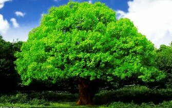 Oak Tree Wallpaper Stock Photos