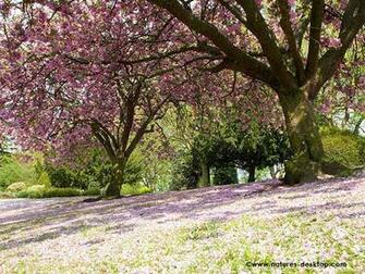 Desktop Wallpaper Of Pink Blossom Laying On The Grass Under Cherry