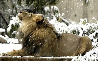 Roar Lion Desktop HD Wallpaper StylishHDwallpaper