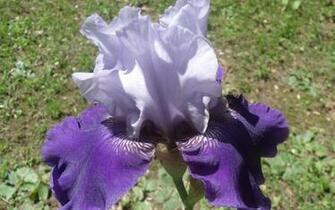 Bearded Iris High Quality And Resolution Wallpaper