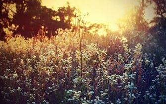 Wild Flower Wallpaper