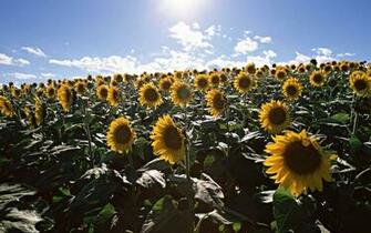 Sunflower Field Wallpaper
