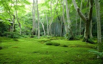 Japan Forest Wallpaper HD Imgstocks