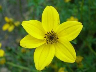 Pin Flower Bright Sky Floral Background Daisy Wallpaper On