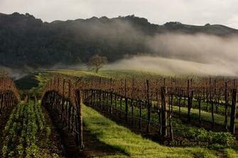 Vinography Image Sonoma Fog A Wine