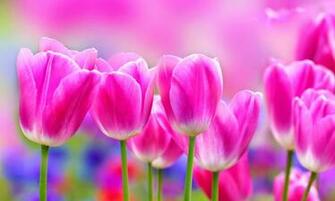 Tulips HD Wallpaper High Definition