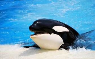 Killer Whales Wallpaper