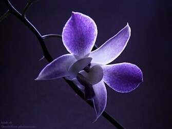 New Desktop Wallpaper Flower