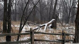 Winter Woods Wallpaper