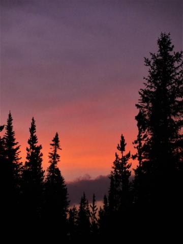 30k Tree Silhouette Pictures Image