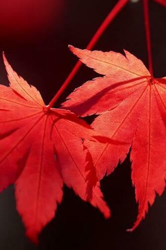 iPhone Background Communist Leaves From Category Nature Wallpaper For