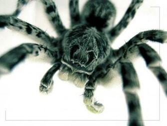 Scary Big Spider Wallpaper And Image Pictures Photos