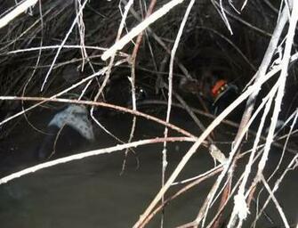 Coon Hunting Background The Drowns Dog By Stradling