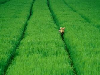 Terrier In The Long Grass Animals Wallpaper Image With Dogs