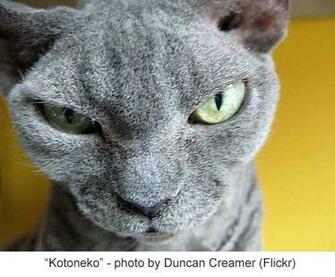 Lets Remember That The Devon Rex Is Not A Mainstream Cat Breed Such As