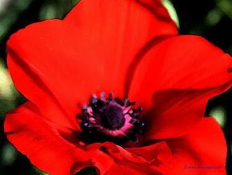 Image As Or Set Background Go Back To Flowers Wallpaper