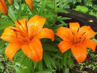 Tiger Lily Graphics Code Comments Pictures