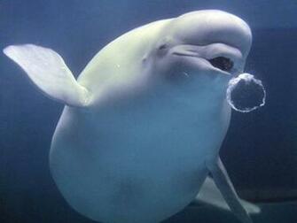 Beluga Whale Mobile HD Wallpaper Amazing Wallpaperz