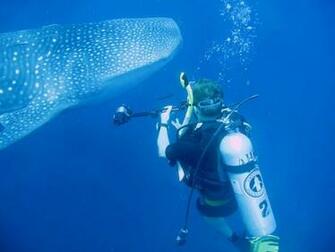 Gallery Marine Biology Wallpaper
