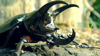Insects Bug Wallpaper Beetles