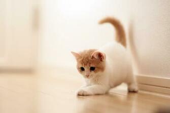 Kitten HD Wallpaper