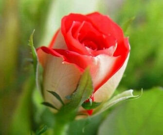 Rose Flowers Stock Image Wallpaper Beautiful Lovely Red