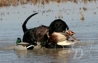 Back Gallery For Duck Hunting Dog Wallpaper