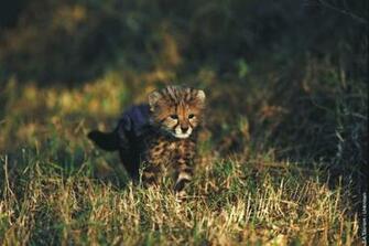 Screensaver Big Cats Cosmo Cat S Home