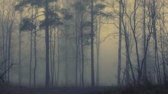 Foggy Forest Background HD Wallpaper Flip