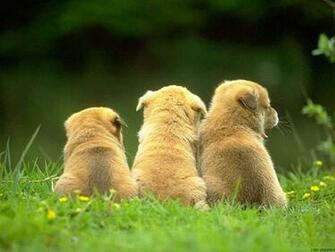 Cute Puppy Dogs Puppies Pictures Jpg