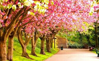 Beautiful Nature Image HD Wallpaper UsHD