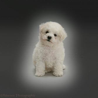 Dog Cute Bichon Frise Puppy Sitting On Grey Background Photo Wp39660