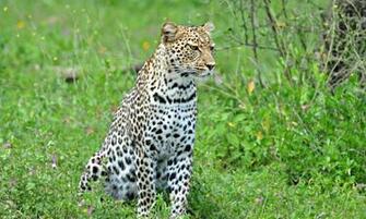Leopard
