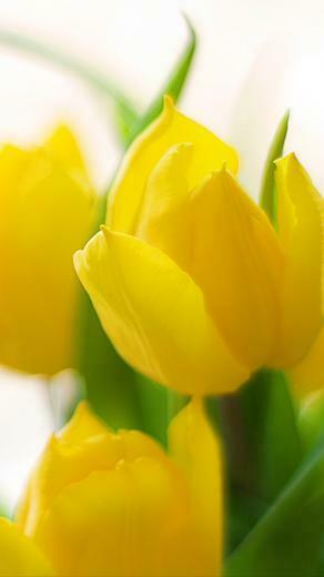 Spring Flower iPhone HD Wallpaper Touch