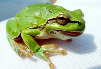 Frog Wallpaper Desktop Background