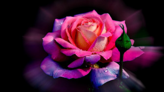 Total Imagen Fond D Cran HD Rose Wallpaper