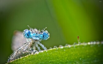 Dragonfly Wallpaper Animal