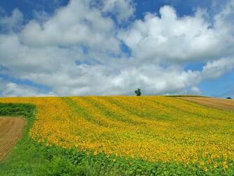 Country Field Open Under Sky No Wallpaper