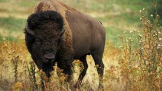 HD Bison Wallpaper Net