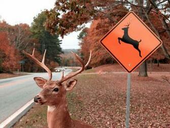 Funny Deer Hunting Wallpaper